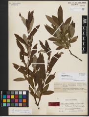 Foto von Salix appendiculata Vill. x Salix viminalis L.